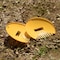 Gardenised Decorative Pair of Leaf Scoops, Hand Rakes for Lawn and Garden Cleanup, Yellow QI003286.YL - alternate 10